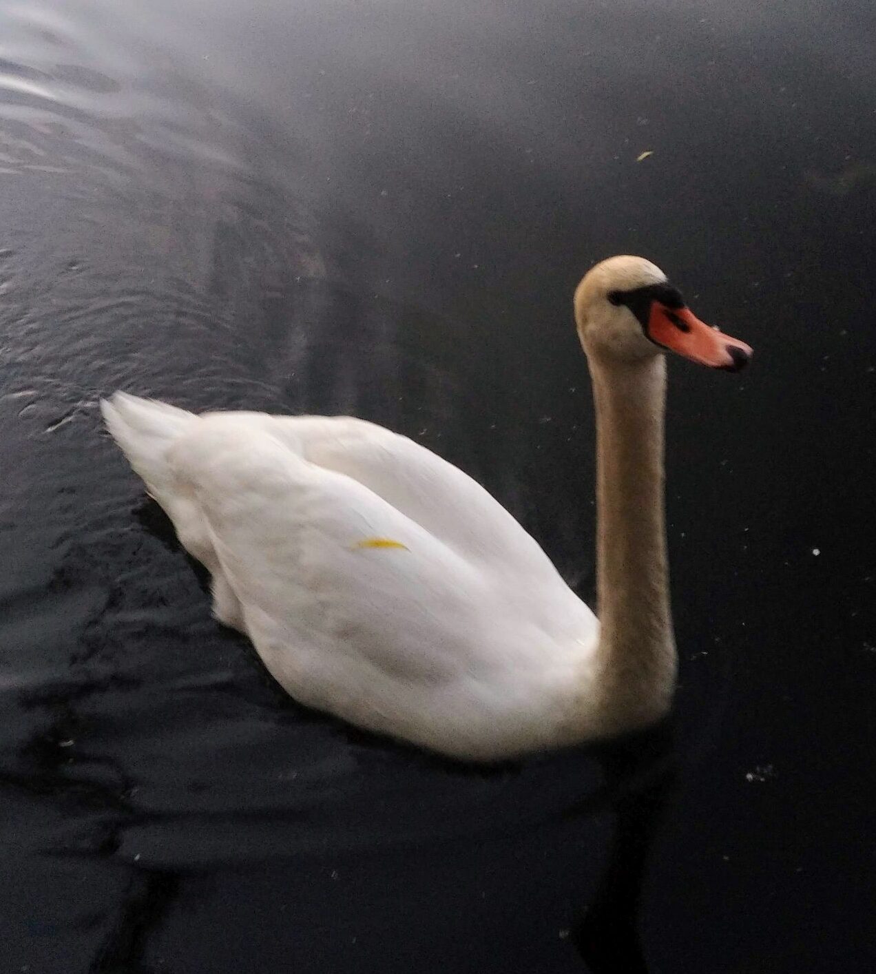 Alster swans_internet size