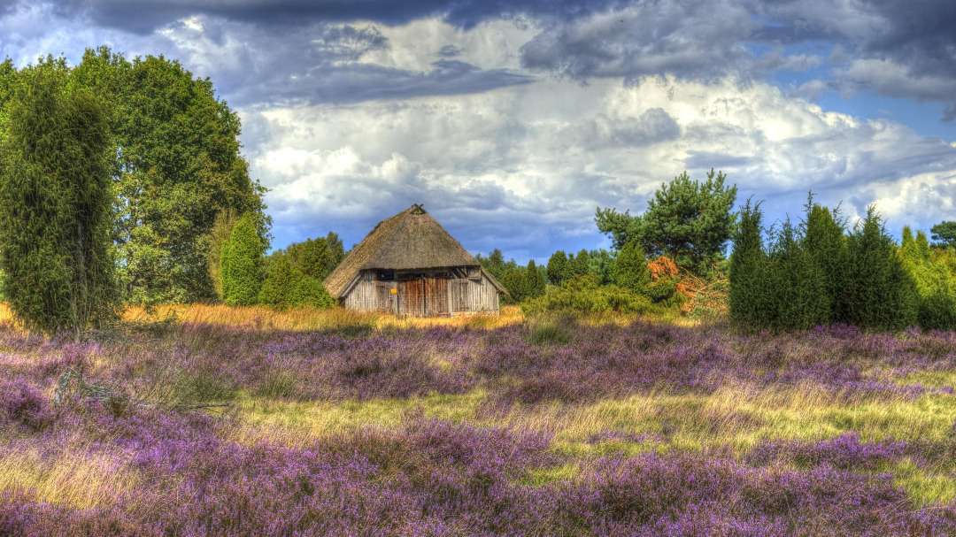 Luneburger Heath